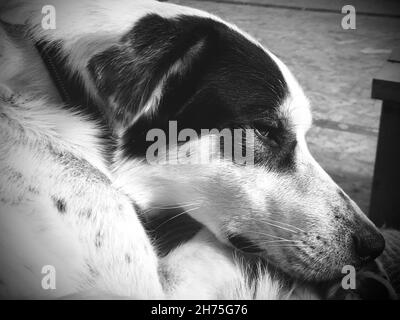 Collie Husky Mix niedlichen Welpen Gesicht Nahaufnahme sieht traurig in schwarz & weiß Stockfoto