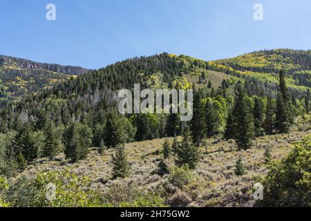 Aspen-Bäume in Herbstfarbe mit Nadelbäumen im Fishlake National Forest auf dem Sevier Plateau in Zentral-Utah. Stockfoto