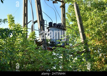 Mittelspannungstransformator an einem mit Büschen bedeckten Mast an einem sonnigen Tag. Stockfoto