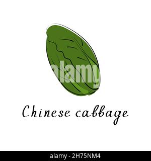 Chinesischer Kohl. Illustration von frischem Gemüse. Cartoon PE-Tsai, chinesisches Blattgemüse. Vektor Stock Vektor
