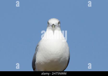 Ring-billed Möve, Larus delawarensis Stockfoto