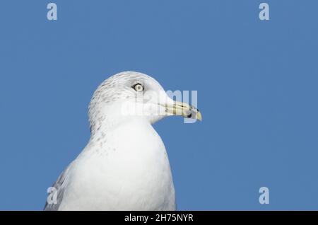 Ring-billed Möve, Larus delawarensis Stockfoto