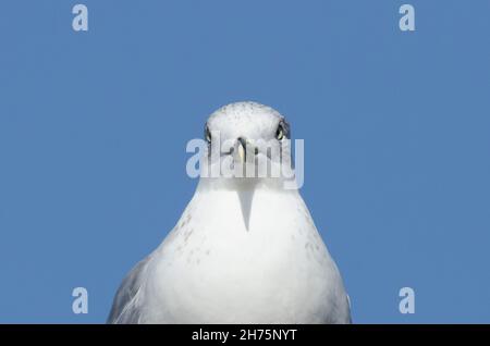 Ring-billed Möve, Larus delawarensis Stockfoto