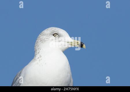 Ring-billed Möve, Larus delawarensis Stockfoto