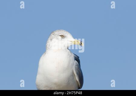 Ring-billed Möve, Larus delawarensis Stockfoto