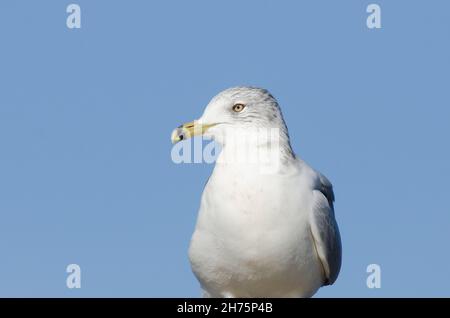 Ring-billed Möve, Larus delawarensis Stockfoto