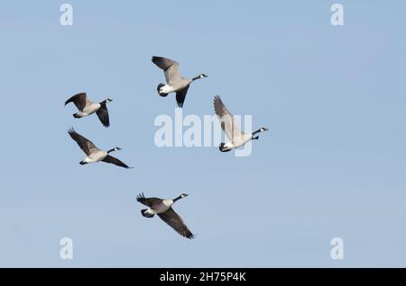 Kanadagänse, Branta canadensis, im Flug Stockfoto
