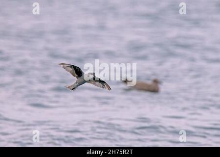 Fork-tailed Storm-Petrel Hydrobates furcatus Homer, Alaska, USA 13. August 2021 Erwachsener im Flug. Hydrobatidae Stockfoto