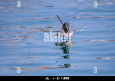 Fork-tailed Storm-Petrel Hydrobates furcatus Homer, Alaska, USA 13. August 2021 Erwachsener im Flug. Hydrobatidae Stockfoto