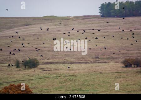 Hunderte von Krähen (Corvus) in einem fliegenden Schwarm, die als Dämmerung zum Nest zurückkehren, Salisbury Plain Wiltshire UK Stockfoto