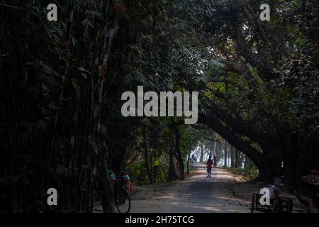 Reihen und Reihen von Bäumen auf beiden Seiten der Straße. Die schmale Straße ist mitten durch sie gegangen. Wunderschöne Landschaften spiegeln die Schönheit von Bangla wider Stockfoto