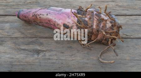 Bananensauger mit gutem Wurzelsystem auf Holzhintergrund Stockfoto