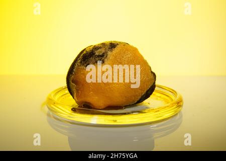 Die verfaulte Zitrone auf gelbem Hintergrund Stockfoto