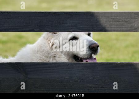 Ein Hund schaut über den Zaun Stockfoto