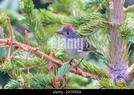 Königskinder mit Rubinkrone, Corthylio calendula Snowy Mountains, Wyoming, USA 25. Juni 2021 Erwachsene Männer zeigen Regulidae Stockfoto