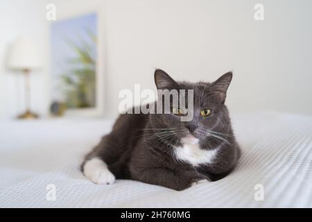 Kurze schwarze Katze, die sich zu Hause auf einer weißen Decke auf dem Bett ausruht und die Kamera anschaut. Stockfoto