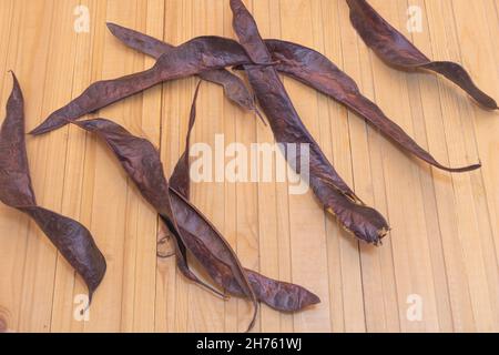 Gleditsia triacanthos Baum Samen Schoten auf Holz Hintergrund Stockfoto