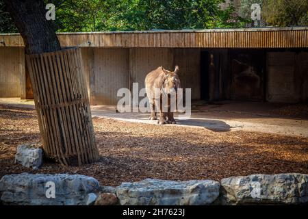 Indische Nashorn es Madrid Zoo, Spanien. Aufgenommen am 26. September 2021. Stockfoto