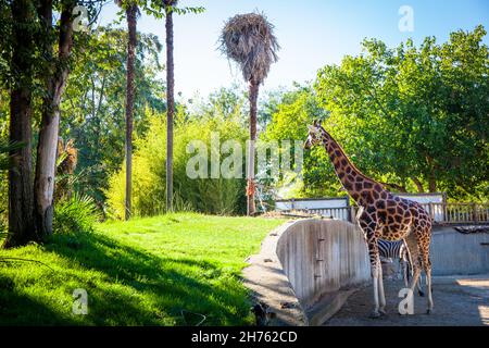 Giraffe im Zoo von Madrid, Spanien. Aufgenommen am 26. September 2021. Stockfoto