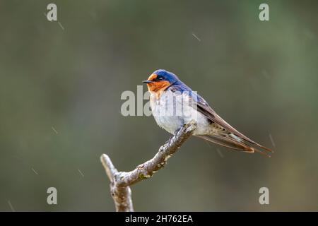 Welcome Swallow Hirundo neoxena Mountain Valley, Tasmanien, Australien 18. November 2019 Erwachsener Hirundinidae Stockfoto