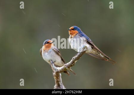 Welcome Swallow Hirundo neoxena Mountain Valley, Tasmanien, Australien 18. November 2019 Erwachsener Hirundinidae Stockfoto