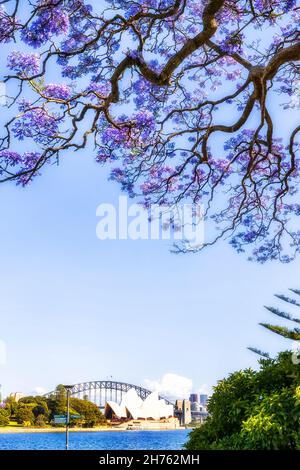 Blühender Jacaranda-Brunch mit violetten Blumen, die über dem Wasser des Hafens von Sydney und den Sehenswürdigkeiten der Stadt hängen. Stockfoto