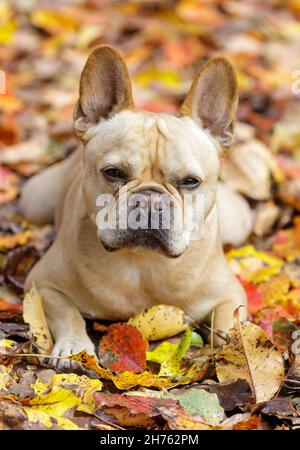 5-jähriger rot-brauner französischer Bulldogge, der sich mit bunten Herbstblättern vor dem Hintergrund niederlegt. Stockfoto