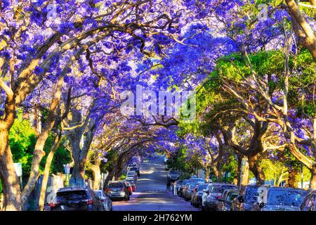 Im Frühling bildet sich ein natürlicher Bogen aus blühenden Jacaranda-Bäumen über einer ruhigen Wohnstraße im Vorort Sydney Kirribilli. Stockfoto