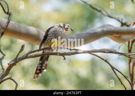 Yellow Wattlebird Anthochaera paradoxa Bruny Island, Tasmanien, Australien 20. November 2019 Erwachsener Meliphagidae Stockfoto