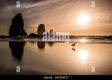 Die Nadeln Wellen und Möwe auf Cannon Strand bei Sonnenuntergang Stockfoto