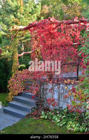 Rote Weinblätter am Tor und Treppen im Halbschatten an einem sonnigen Herbsttag. Stockfoto