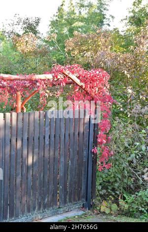 Rote Weinblätter am Tor und Treppen im Halbschatten an einem sonnigen Herbsttag. Stockfoto