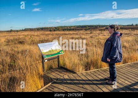 Frau auf einem Landspaziergang, der an einem hellen Herbsttag mit blauem Himmel eine Informationstafel auf der Promenade des Dersingham Bog National Nature Reserve liest Stockfoto