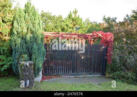 Rote Weinblätter am Tor und Treppen im Halbschatten an einem sonnigen Herbsttag. Stockfoto