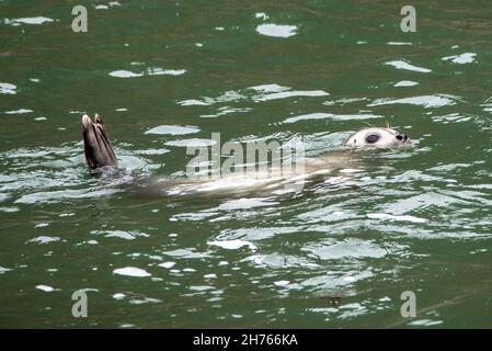An der Wasseroberfläche schwimmende Jungrobben Stockfoto