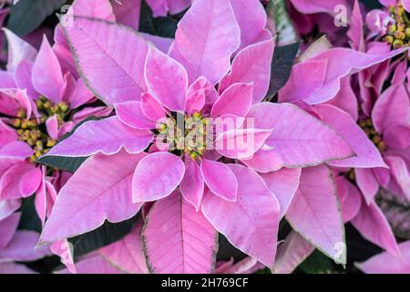 Nahaufnahme der wunderschönen rosa Weihnachtsstern, die rechtzeitig vor Weihnachten blühen. Stockfoto