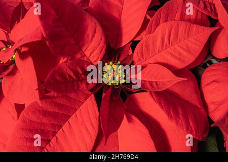 Schöne rote Weihnachtssterne, die während der Weihnachtszeit im blühenden Gewächshaus zu sehen ist Stockfoto