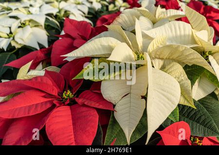 Schöne rote und weiße Weihnachtssterne im Gewächshaus Stockfoto