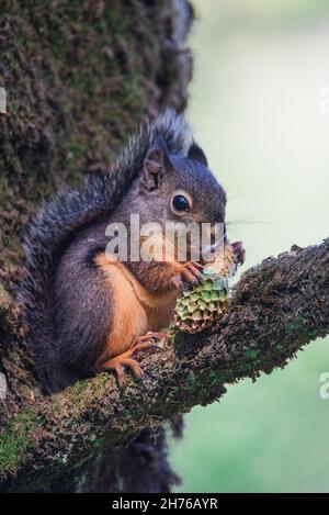 Nahaufnahme eines Douglass-Eichhörnchens Stockfoto
