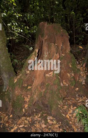 Ein subtropischer Lorbeerwald bedeckt die Höhen von La Gomera auf den Kanarischen Inseln und hält das ganze Jahr über ein feuchtes Klima aufrecht. Stockfoto