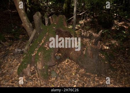 Ein subtropischer Lorbeerwald bedeckt die Höhen von La Gomera auf den Kanarischen Inseln und hält das ganze Jahr über ein feuchtes Klima aufrecht. Stockfoto