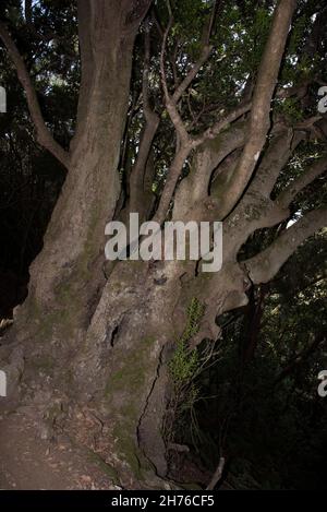 Ein subtropischer Lorbeerwald bedeckt die Höhen von La Gomera auf den Kanarischen Inseln und hält das ganze Jahr über ein feuchtes Klima aufrecht. Stockfoto