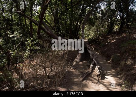 Ein subtropischer Lorbeerwald bedeckt die Höhen von La Gomera auf den Kanarischen Inseln und hält das ganze Jahr über ein feuchtes Klima aufrecht. Stockfoto