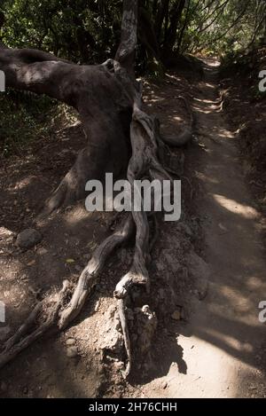 Ein subtropischer Lorbeerwald bedeckt die Höhen von La Gomera auf den Kanarischen Inseln und hält das ganze Jahr über ein feuchtes Klima aufrecht. Stockfoto