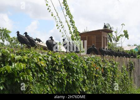 Afuá,Brasilien,11. November 2021.Urubus in der Nähe der Müllkippe in der Stadt Afuá, auf der Insel Marajó im Bundesstaat Pará. Stockfoto