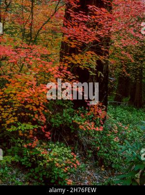 Vine Maple, Acer circinatum, Umpqua National Forest, Douglas County, Oregon Stockfoto