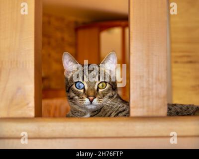 Porträt einer häuslichen gestromten Katze mit mehrfarbigen gelb-blauen Augen, die zwischen den Balustern liegt und den Betrachter in die Kamera blickt Stockfoto