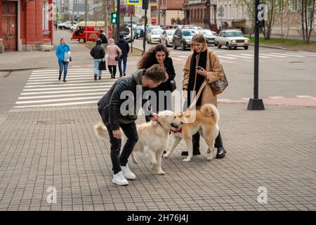 Zwei Hunde und ihre jungen Besitzer trafen sich im Frühjahr an einer Kreuzung in der Nähe einer Fußgängerüberführung mit Menschen. Stockfoto