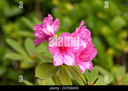 Rhododendron-Blüten ( Rhododendron sp. ), Chiemsee Chiemgau, Oberbayern Deutschland Europa Stockfoto