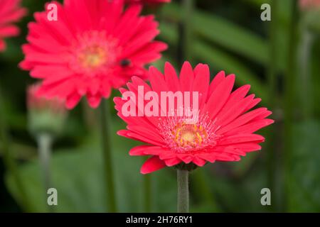 Sydney Australia, Gerbera-Pflanze mit leuchtend rosa Blüten im Garten Stockfoto